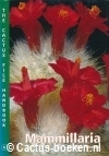 Pilbeam, J.- Mammillaria (1999, Cactus File Handbook 6)